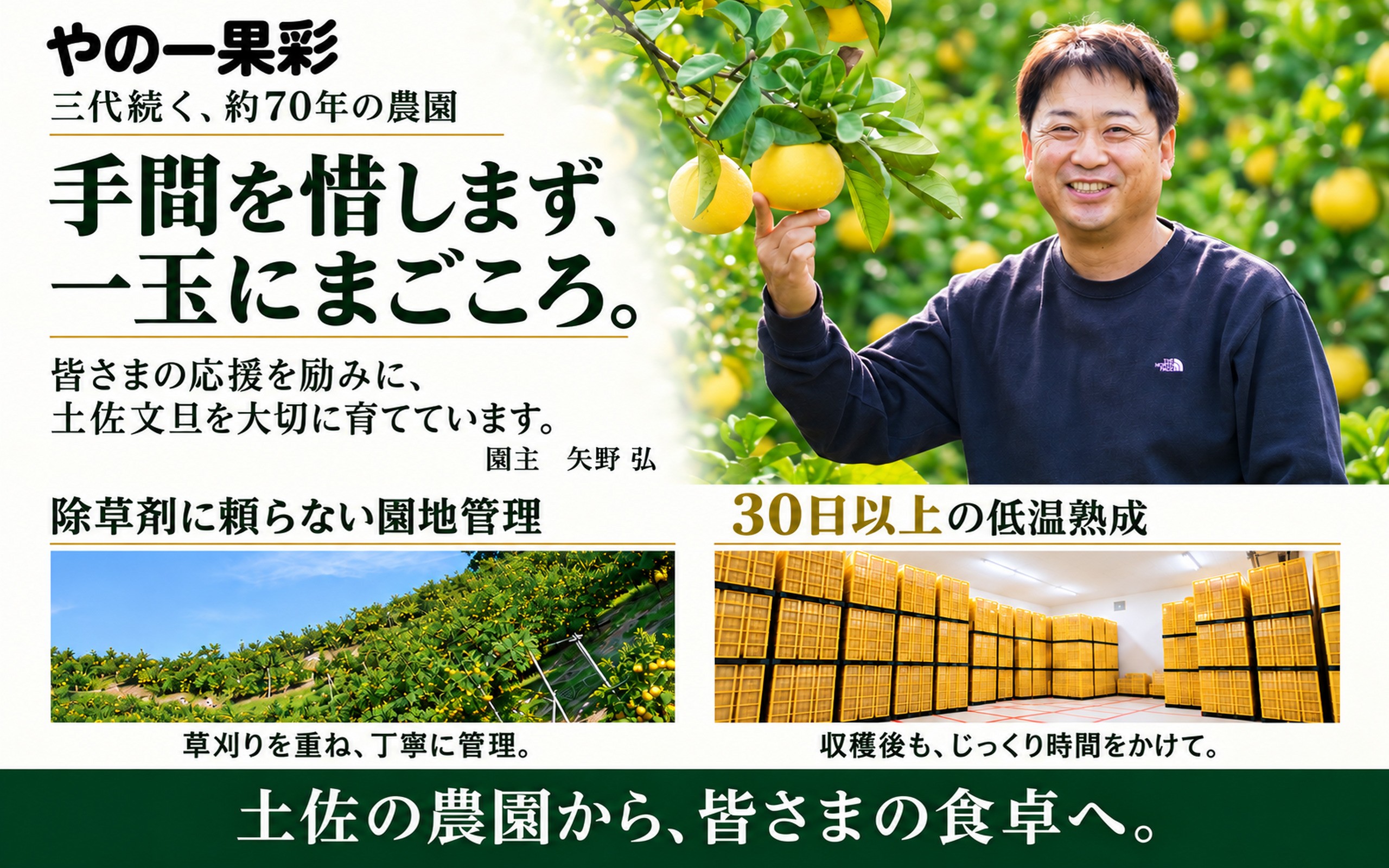 文旦 ぶんたん 土佐 柑橘 高知県産 フルーツ お取り寄せ 訳あり