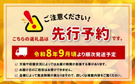 【先行受付】2026年発送 信州産 ナガノパープル 1房（約500g）｜ふるさと納税 松本市  ぶどう 葡萄  ナガノパープル 果物 フルーツ 種無し 新鮮 信州産 先行予約
