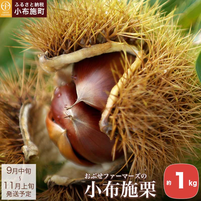 【ふるさと納税】小布施栗 約1kg ［おぶせファーマーズ］ 数量限定 果物類 生栗 くり 長野県産 信州産 クール便 冷蔵便 お取り寄せグルメ 令和7年産【2025年9月中旬〜11月上旬発送】