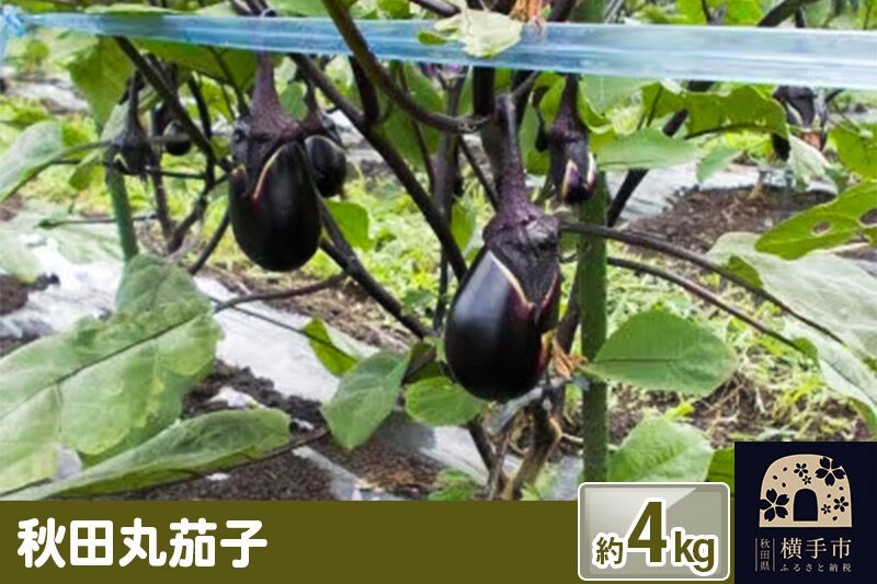 
                  秋田丸茄子 4kg [先行予約 ナス なす 茄子 野菜 秋田県 横手市]
                
