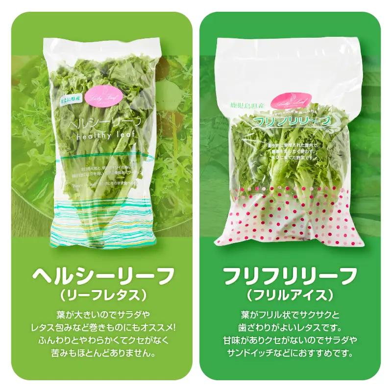 1627-2 【 全6回 定期便 】洗わずに食べられる プレミアム 水耕栽培 レタス セット（ 計5袋 ） KN064-T02 野菜