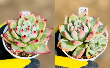 多肉植物 初心者さんも育てやすい エケベリア おまかせ 5種セット / 植物 インテリア 苗 自然 ナチュラル 緑 置物 初心者 栽培 【mucca】[ATHD001]