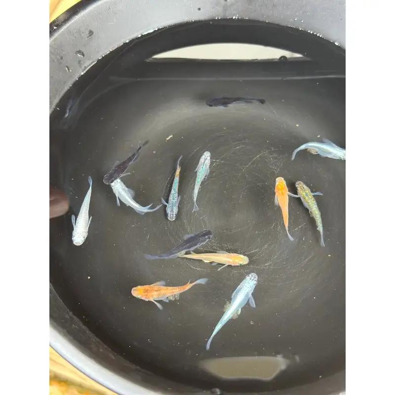 めだか 飼育 セット 人気の改良めだか３～５種類（１０匹）と産卵床、水草のセット。 死着保証 ／ aju succulent 観賞魚 淡水魚 魚 ペット 生き物 奈良県 葛城市【ajus001】