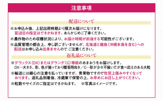 【冬】あまおう 約1000g いちご 苺 フルーツ 九州産 冷蔵 送