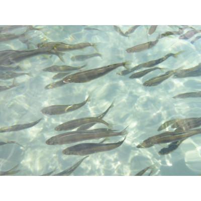 ふるさと納税 さくら市 地下水育ち 炭火焼き鮎 5尾 |  | 02