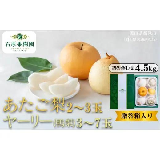 詰め合わせ 4.5㎏ 贈答箱 赤秀 あたご梨2～3玉・ヤーリー(鴨梨)3～7玉【先行予約 2026年11月中旬から順次発送】