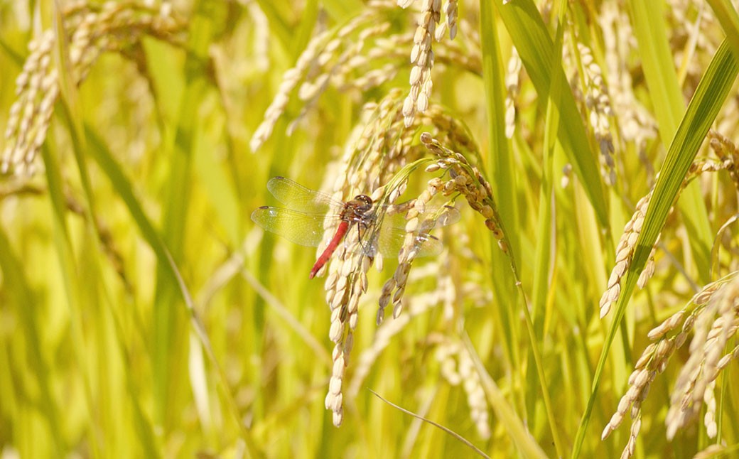 【6ヶ月定期便】【令和7年産】たとみ農園のお米ヒノヒカリ 2kg