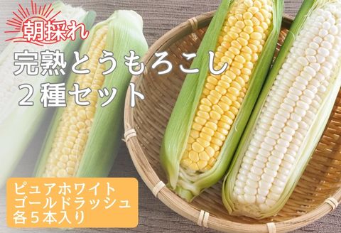 【南信州高森産】朝採れ完熟とうもろこし(ピュアホワイト・ゴールドラッシュ)　　計10本