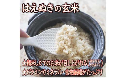 【令和7年産】 山形県産 はえぬき 玄米 10kg（5kg×2） 米 コメ こめ F3S-2699