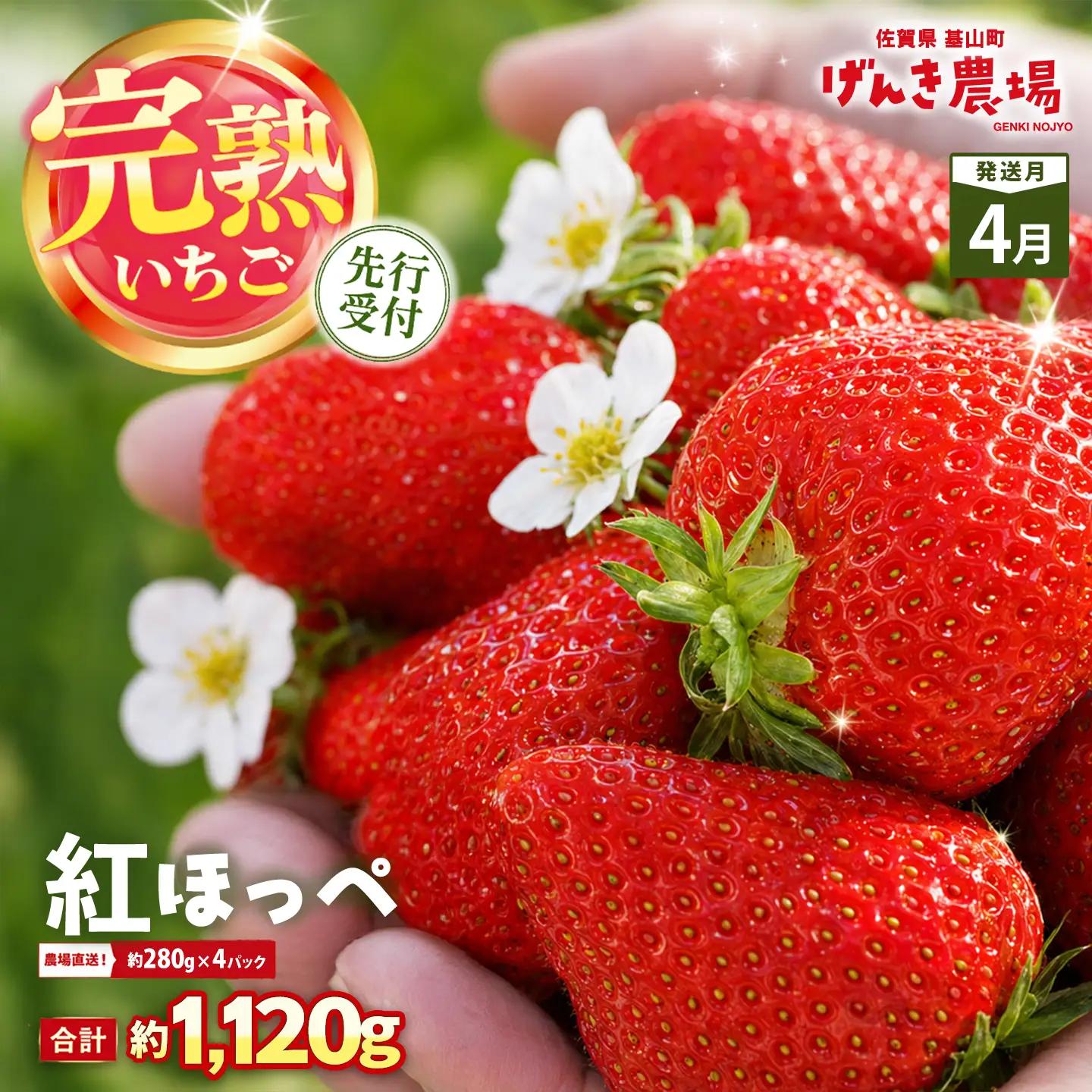 【2027年4月発送】【先行予約】【農場直送！】紅ほっぺ(約280g×4P) K100108