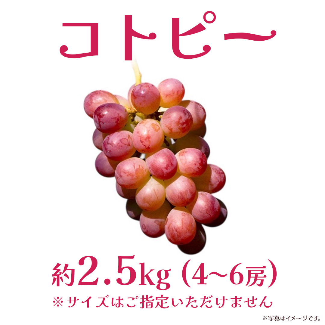 コトピー 2.5kg 【2026年8月下旬発送開始 】 (茨城県共通返礼品：大子町) コトピー ぶどう ブドウ 葡萄 皮ごと 赤い シャインマスカット 新品種 フルーツ 旬果