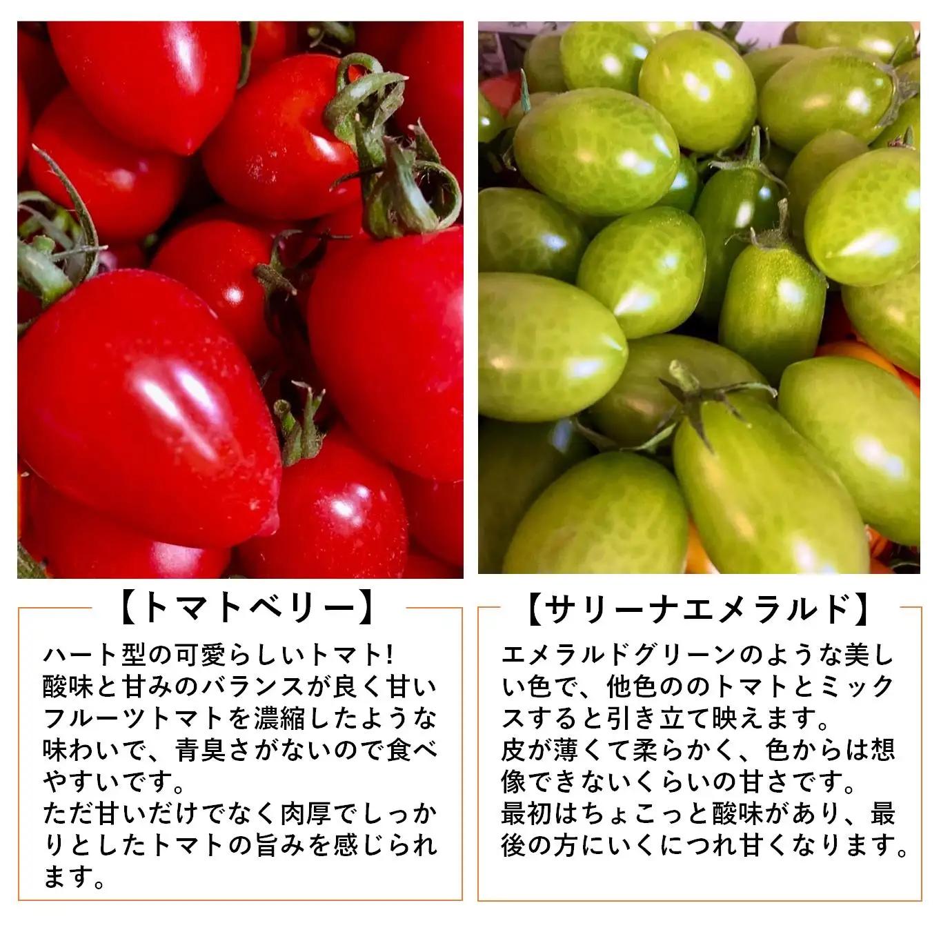＜2026年7月上旬よりお届け＞【農園直送】北海道壮瞥産　彩りミニトマト約2.7kg SBTO004
