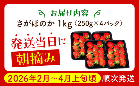 【先行予約】【農薬0への挑戦】【2?4月発送】朝摘みいちご さがほのか 1kg（250g×4パック）【むらおか農園】 [HAF024]フルーツ 果物 くだもの いちご イチゴ 苺