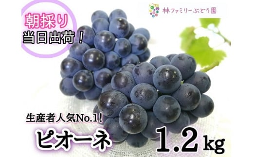 HF-4.【産地直送】岡山県産ぶどう　こだわりのピオーネ１．２ｋｇ(２～３房)セット