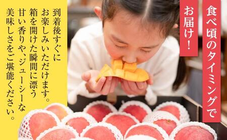 【2026年発送】＜訳あり・ご家庭用＞完熟アップルマンゴー約1.5kg（白箱）3玉～6玉