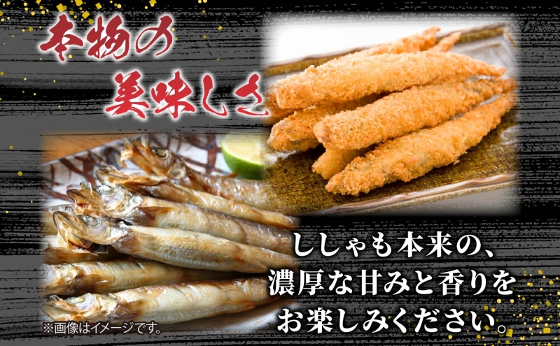 北海道産 阿部水産 ししゃも LL 20尾セット 本ししゃも 雄 雌 オス メス 魚卵 卵 たまご タマゴ子持ち 北海道土産 季節限定 ほくほく 子魚 無添加 クール便 冷凍 送料無料 北海道 日高町