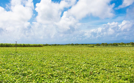 久米島産【沖夢紫】焼き紅芋 5袋セット
