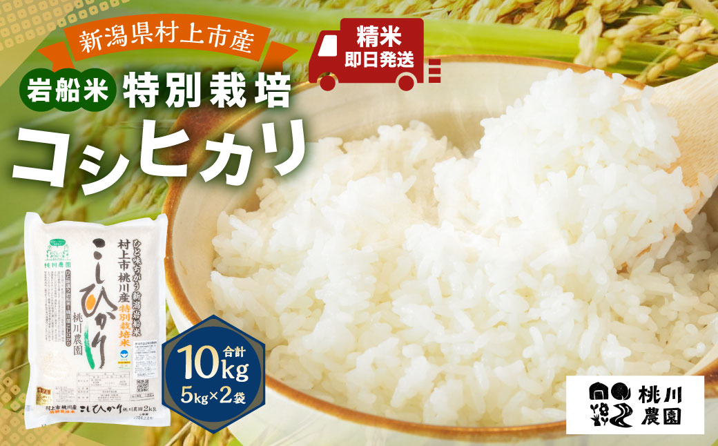 【令和8年産米】【精米即日発送】 新潟県村上市 桃川産 特別栽培 コシヒカリ 10kg（5kg×2袋）　AB4038