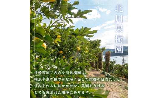 【2026年2月より順次発送】土佐文旦 秀品 5kg 高知県産 柑橘 フルーツ 文旦 ぶんたん ブンタン 果物 産地直送 高知県 須崎 KG008
