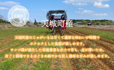 【新じゃが】徳之島 天城町産 赤土じゃがいも 5kg M～2L 混合サイズ 南部ガーデン ジャガイモ ばれいしょ バレイショ CB-5