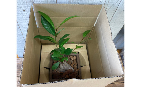 インテリア 植物 ガジュマル プランター 全2色 観葉植物 福岡 小郡市 黄色