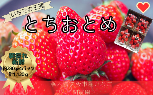 とちおとめ 1120g [2025年12月初旬より順次発送予定] 朝獲れ新鮮 秘密にしたい美味しさ｜いちご イチゴ 苺 フルーツ 果物 産地直送 先行予約 栃木県産