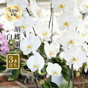 【ふるさと納税】アヤセ洋蘭 コチョウラン 白 3本立ち 胡蝶蘭 花　【 植物 観葉植物 全国洋蘭品評会農林水産大臣賞 】