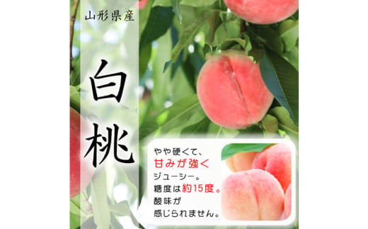 【定期便3回】山形市至高のフルーツ定期便 全3回C 6月発送