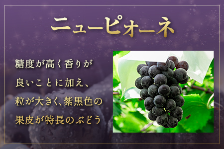 ぶどう ニューピオーネ 1kg+100g補償付 果物 フルーツ B683