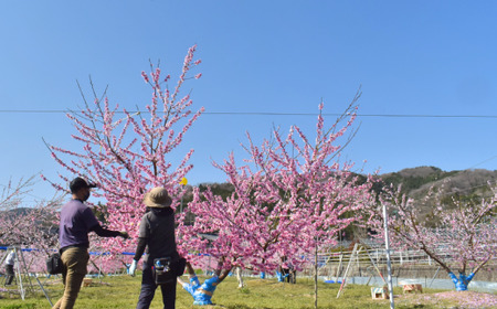 【きよとうファーム】西王母（上級品）4-6玉入 (岡山県産)【KF-A011-01】