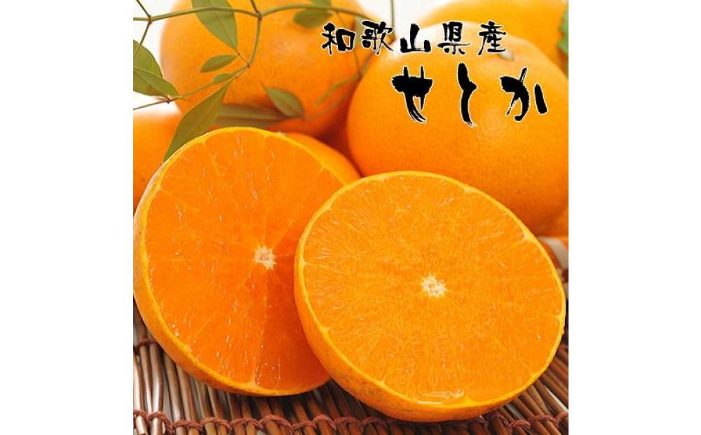 和歌山有田の濃厚せとか（ご家庭用） 約4～5kg ［先行予約］ | くだもの フルーツ 果実 果物 有田 みかん 和歌山　［MS81］ 303446_XD90232