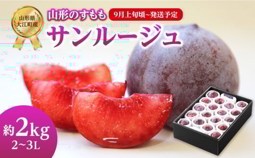 《先行受付》すもも「サンルージュ」約2kg 2～3L【2025年9月上旬頃～発送予定】【山形プラム・大江町産】 【001-079】