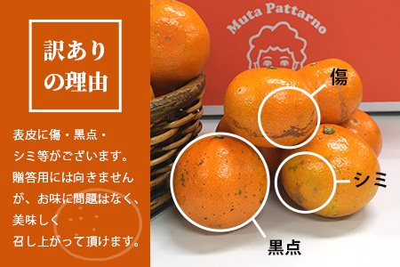 【先行予約】（2026年11月上旬～発送）”わーがと”鹿島産がばい訳アリみかん 約10kg【サイズ別】 【期日指定不可】みかん ミカン 蜜柑 柑橘 果物 フルーツ 甘い ふるさと納税 佐賀県 鹿島市 