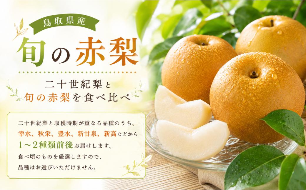 二十世紀梨と旬の赤梨セット 5kg