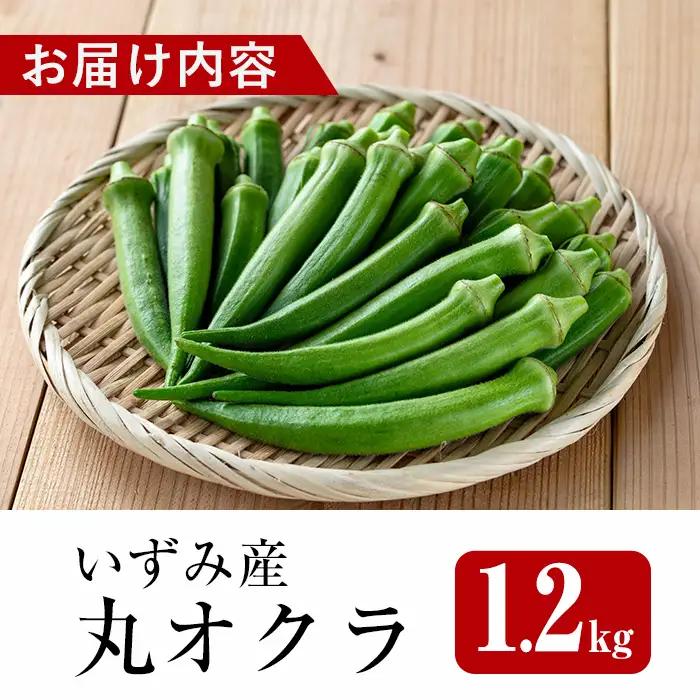 いずみ産 丸 オクラ 1.2kg 【イーサイドライン】 i1215-B