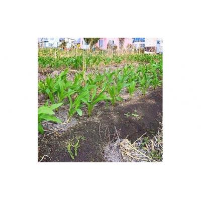 ふるさと納税 岩見沢市 北海道岩見沢市産 令和8年度産 行者にんにく葉(冷凍) 1kg |  | 03
