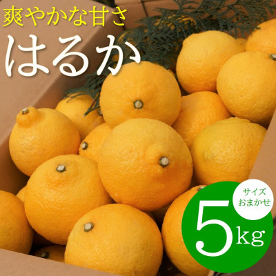 爽やかな甘さ どの坂果樹園の はるかみかん　約5kg (サイズおまかせ)【1484262】