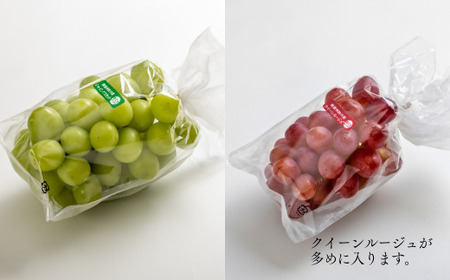 TK36-26A 【先行予約】【家庭用】 ぶどう2種セット （シャインマスカット／クイーンルージュ®） 約2kg ／ 2026年9月下旬～10月頃 配送予定 // 長野県 南信州 種なし 皮ごと 食べ