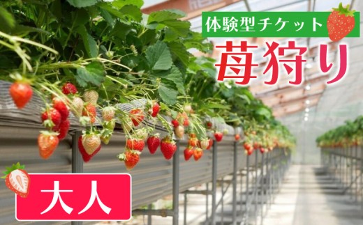 いちご狩り 大人 チケット あまおう いちご 苺 イチゴ 果物 体験型 果物狩り フルーツ狩り 苺狩り あまおう狩り 福岡県 川崎町 人気 おすすめ