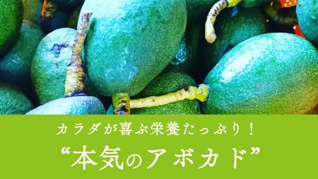 国産 オーガニックアボカド [ベーコン種] 1個　11〜12月発送 有機JAS認証 瀬戸内 大崎上島 有機 濃厚 アボカド