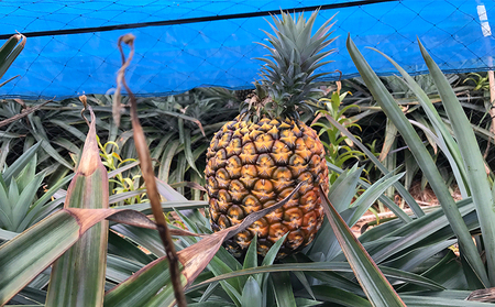 【2024年発送】久米島印商店「ゴールドバレル」黄金パイナップル1個