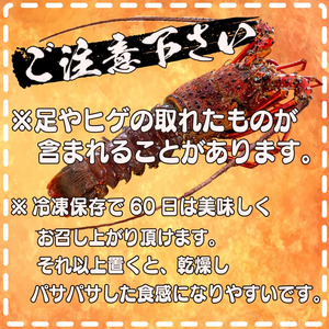 【 伊勢海老 】 伊勢海老刺身用630g