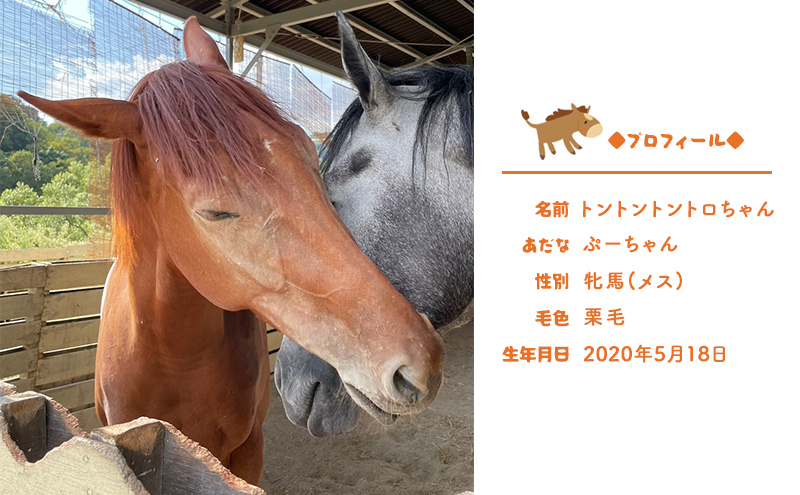 馬 の ふれあい体験 ペア チケット 1枚(2名様分) 体験 うま ケイメイ牧場