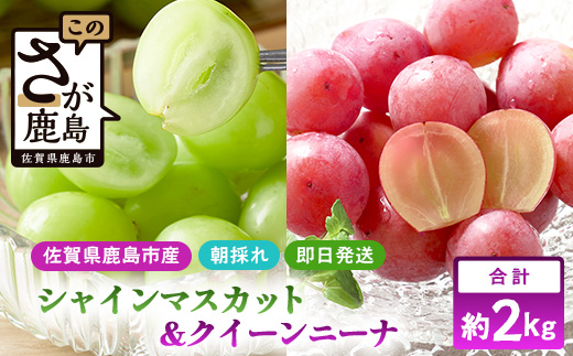 朝採れシャインマスカット＆クイーンニーナ食べ比べセット約2kg 3～4房【先行予約】【2025年8月下旬～9月下旬配送予定】朝採れ即日発送！ジューシー高糖度 新鮮 生産者直送 果物 フルーツ 冷蔵便 丁寧なラッピング ギフト 贈答 化粧箱入り 送料無料 D-243