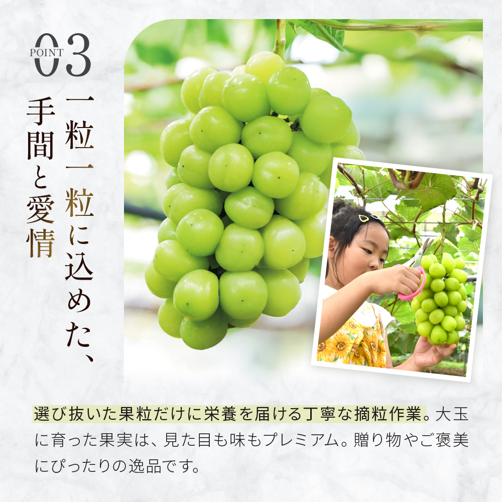 【先行受付・産直もぎたて】大玉 特選 シャインマスカット 800g（国産 フルーツ 果物 くだもの ブドウ ぶどう 旬 先行受付 2025 大玉 厳選 限定）