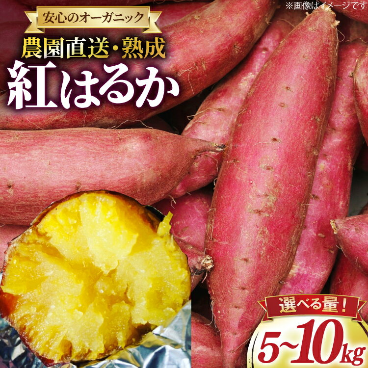 【ふるさと納税】 さつまいも 紅はるか 5kg 10kg 選べる量[石橋農園 福岡県 筑紫野市 21761231] さつま芋 べにはるか 5キロ 10キロ 芋 お芋 オーガニック 有機 熟成