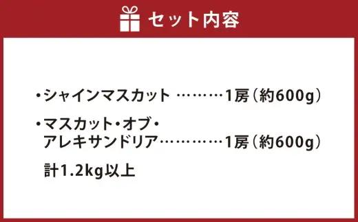シャインマスカット ＆ マスカット ・ オブ ・ アレキサンドリア 詰め合わせ （ 各1房 約600g以上 計1.2kg以上 ） ブドウ ぶどう 葡萄 マスカット エメラルドグリーン 果物の女王 くだ
