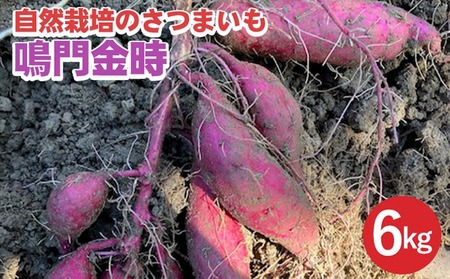 さつまいも 6kg 鳴門金時 かたもとオーガニックファーム 野菜 京野菜