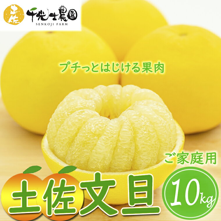 【ふるさと納税】31.-(8)千光士農園の土佐文旦　10キロ（ご家庭用スレキズあり）　わけあり　先行予約　果物　フルーツ　訳あり　高知県安芸市　2月～4月頃配送予定　送料無料　ぶんたん 安芸市 高知県産 文旦