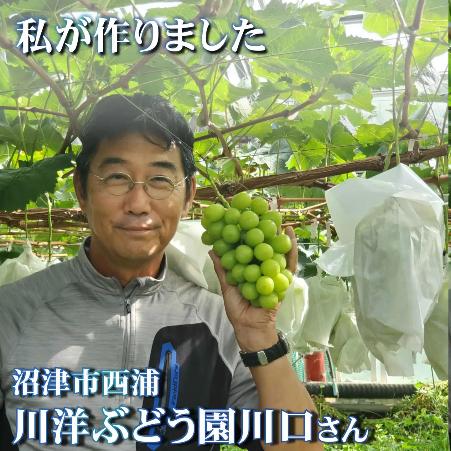 【先行予約】由良みかん 約3kg 沼津市 西浦 みかん